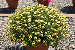 Grandessa Yellow Marguerite Daisy (Argyranthemum 'Grandessa Yellow') at Lurvey Garden Center