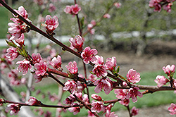 Reliance Peach (Prunus persica 'Reliance') at Lurvey Garden Center