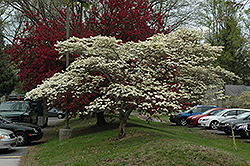 Cloud 9 Flowering Dogwood (Cornus florida 'Cloud 9') at Lurvey Garden Center