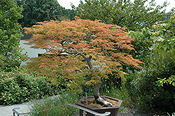 Baldsmith Japanese Maple (Acer palmatum 'Baldsmith') at Lurvey Garden Center