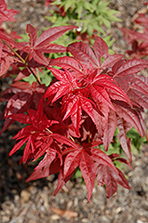 Beni Hoshi Japanese Maple (Acer palmatum 'Beni Hoshi') at Lurvey Garden Center