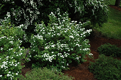 Tor Spirea (Spiraea betulifolia 'Tor') at Lurvey Garden Center