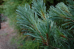 Cesarini Blue Limber Pine (Pinus flexilis 'Cesarini Blue') at Lurvey Garden Center
