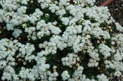 Cloud Nine White Flossflower (Ageratum 'Cloud Nine White') at Lurvey Garden Center
