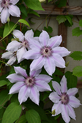 Nelly Moser Clematis (Clematis 'Nelly Moser') at Lurvey Garden Center