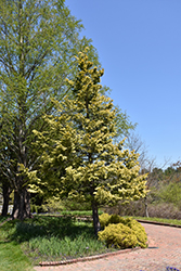 Cripps Gold Falsecypress (Chamaecyparis obtusa 'Crippsii') at Lurvey Garden Center