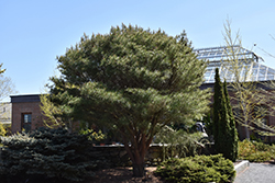 Japanese Umbrella Pine (Pinus densiflora 'Umbraculifera') at Lurvey Garden Center