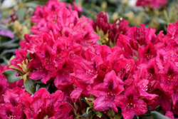 Nova Zembla Rhododendron (Rhododendron 'Nova Zembla') at Lurvey Garden Center