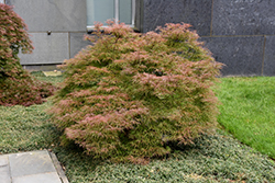 Baldsmith Japanese Maple (Acer palmatum 'Baldsmith') at Lurvey Garden Center