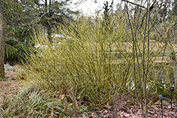 Yellow Twig Dogwood (Cornus sericea 'Flaviramea') at Lurvey Garden Center