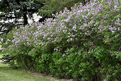 Katherine Havemeyer Lilac (Syringa vulgaris 'Katherine Havemeyer') at Lurvey Garden Center