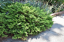 Buffalo Juniper (Juniperus sabina 'Buffalo') at Lurvey Garden Center
