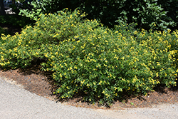 Gemo St. John's Wort (Hypericum kalmianum 'Gemo') at Lurvey Garden Center