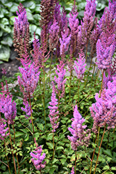 Purple Candles Astilbe (Astilbe chinensis 'Purple Candles') at Lurvey Garden Center