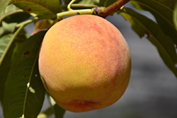 Reliance Peach (Prunus persica 'Reliance') at Lurvey Garden Center