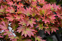 Siebold Maple (Acer sieboldianum) at Lurvey Garden Center