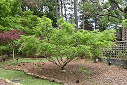 Omure Yama Japanese Maple (Acer palmatum 'Omure Yama') at Lurvey Garden Center