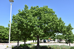 Chinkapin Oak (Quercus muehlenbergii) at Lurvey Garden Center