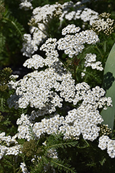 New Vintage White Yarrow (Achillea millefolium 'Balvinwite') at Lurvey Garden Center