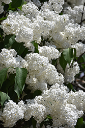 Avalanche Lilac (Syringa vulgaris 'Avalanche') at Lurvey Garden Center