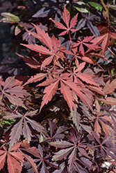 Purple-Leaf Japanese Maple (Acer palmatum 'Atropurpureum') at Lurvey Garden Center